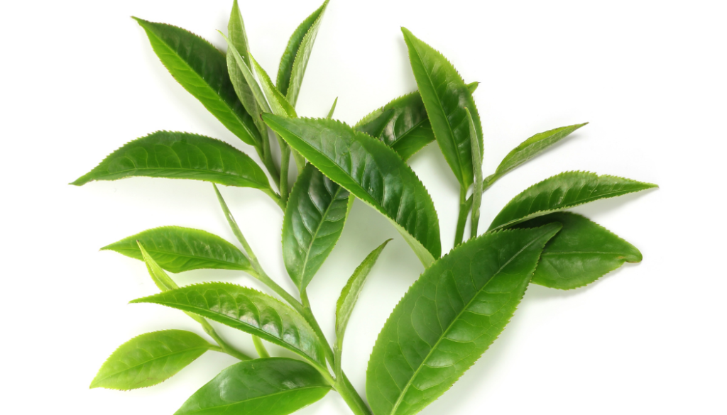 GreenTea for hair loss